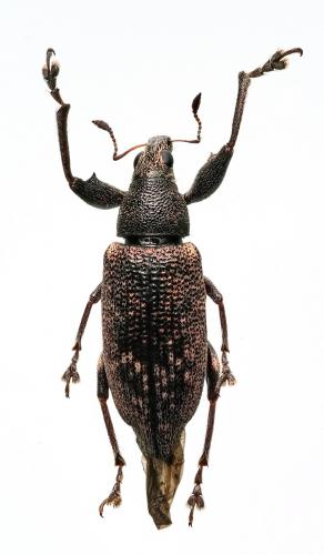 Cratopus brunnipes